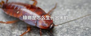 ​蟑螂是怎么生长出来的