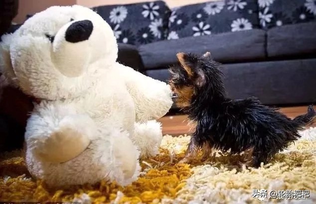 原来世界上最小的狗狗 不是茶杯犬 而居然是它？