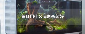 ​鱼缸用什么消毒杀菌好
