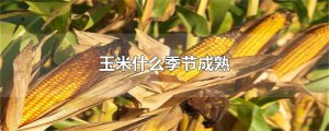 ​玉米什么季节成熟