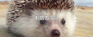 ​刺猬怕冷吗