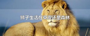 ​狮子生活在草原还是森林
