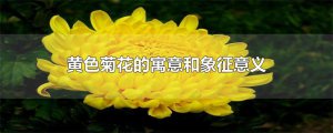 ​黄色菊花的寓意和象征意义