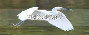 ​白鹭的身段是多少