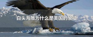​白头海雕为什么是美国的象征