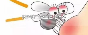​蚊子除了吸血还吃什么