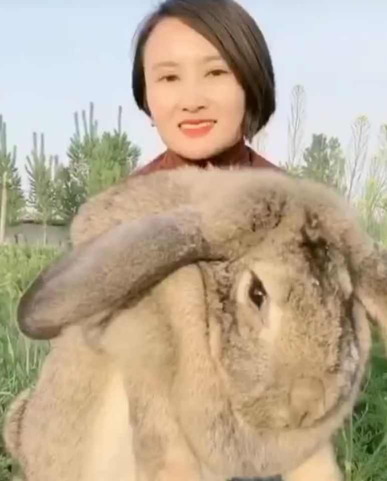 世界最大的兔子，长1.3米重45斤，英国明星兔，数日前却被偷走了