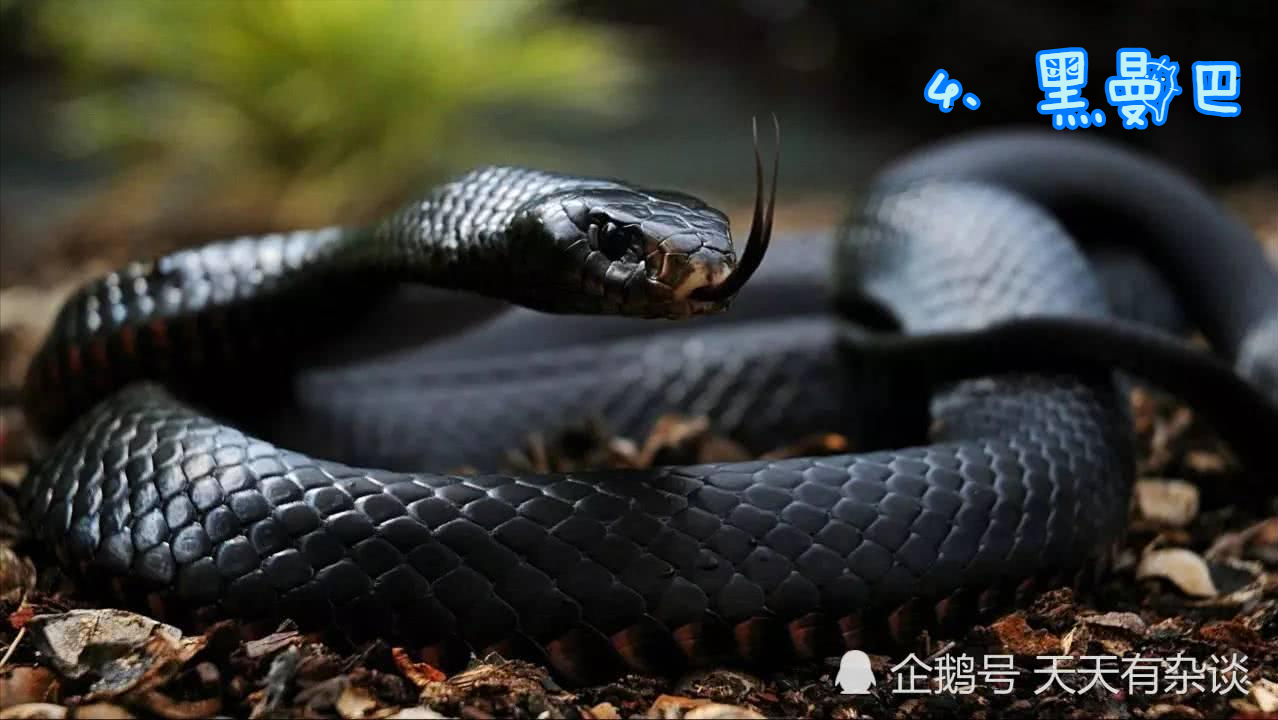世界上最毒的蛇，你知道多少？这十大毒蛇千万不要遇到