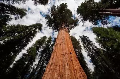 世界上最高的树，高度超50层楼，种子却比小米粒还小，我国已引进