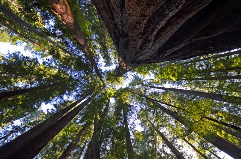 世界上最高的树，高度超50层楼，种子却比小米粒还小，我国已引进