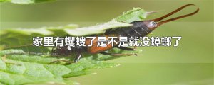 ​家里有蠼螋了是不是就没蟑螂了