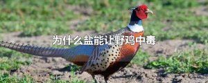 ​为什么盐能让野鸡中毒
