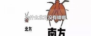 ​为什么北方没有蟑螂