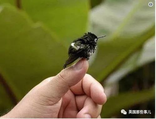 全世界最小的鸟，虽然比蜜蜂大不了多少，但是羽毛依然绚烂无比～