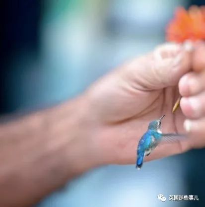全世界最小的鸟，虽然比蜜蜂大不了多少，但是羽毛依然绚烂无比～