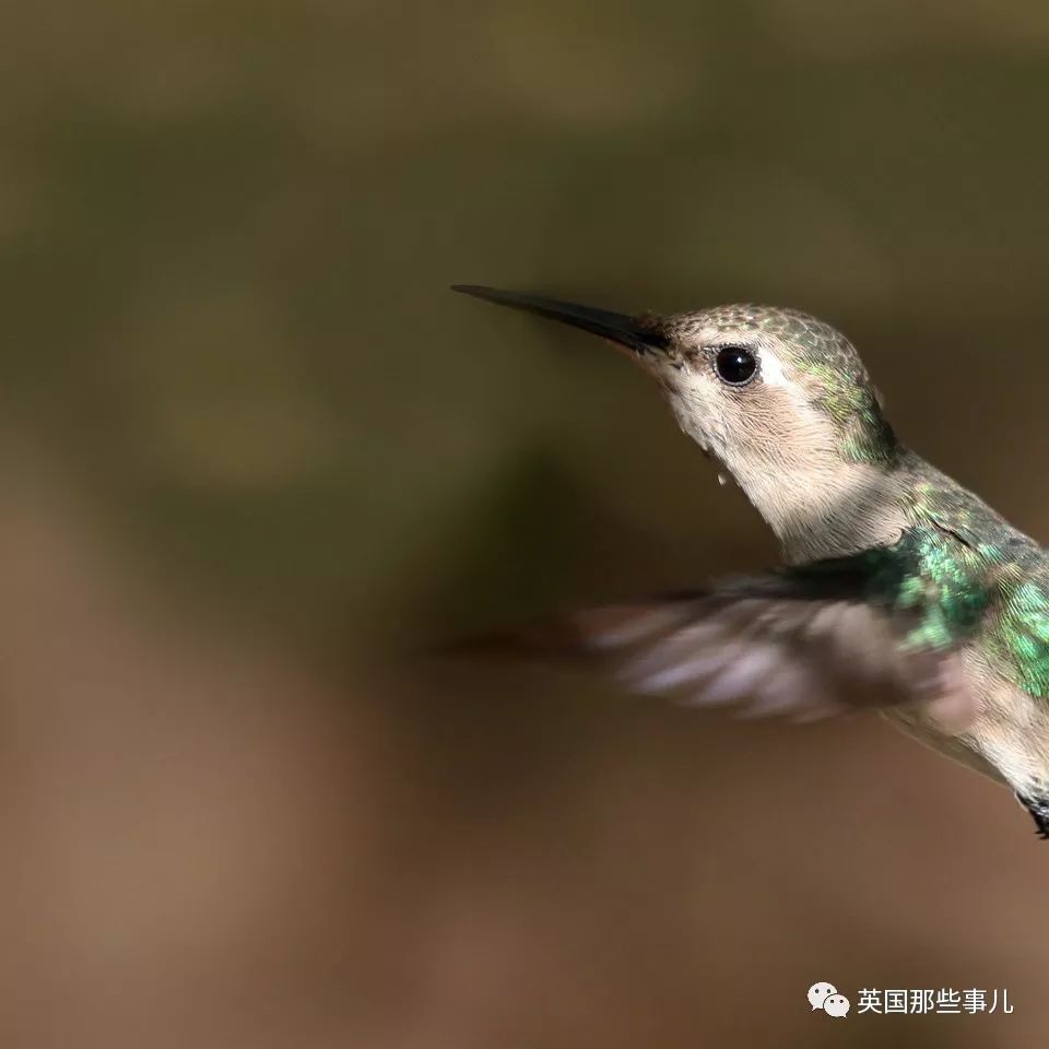 全世界最小的鸟，虽然比蜜蜂大不了多少，但是羽毛依然绚烂无比～
