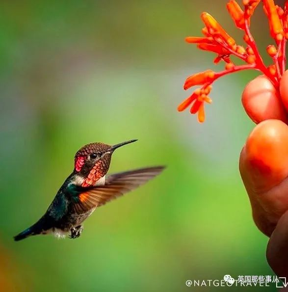 全世界最小的鸟，虽然比蜜蜂大不了多少，但是羽毛依然绚烂无比～