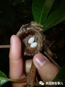 全世界最小的鸟，虽然比蜜蜂大不了多少，但是羽毛依然绚烂无比～