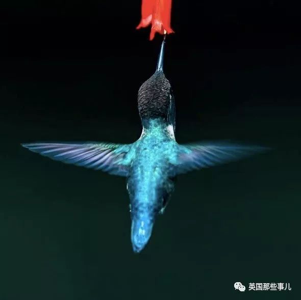 全世界最小的鸟，虽然比蜜蜂大不了多少，但是羽毛依然绚烂无比～