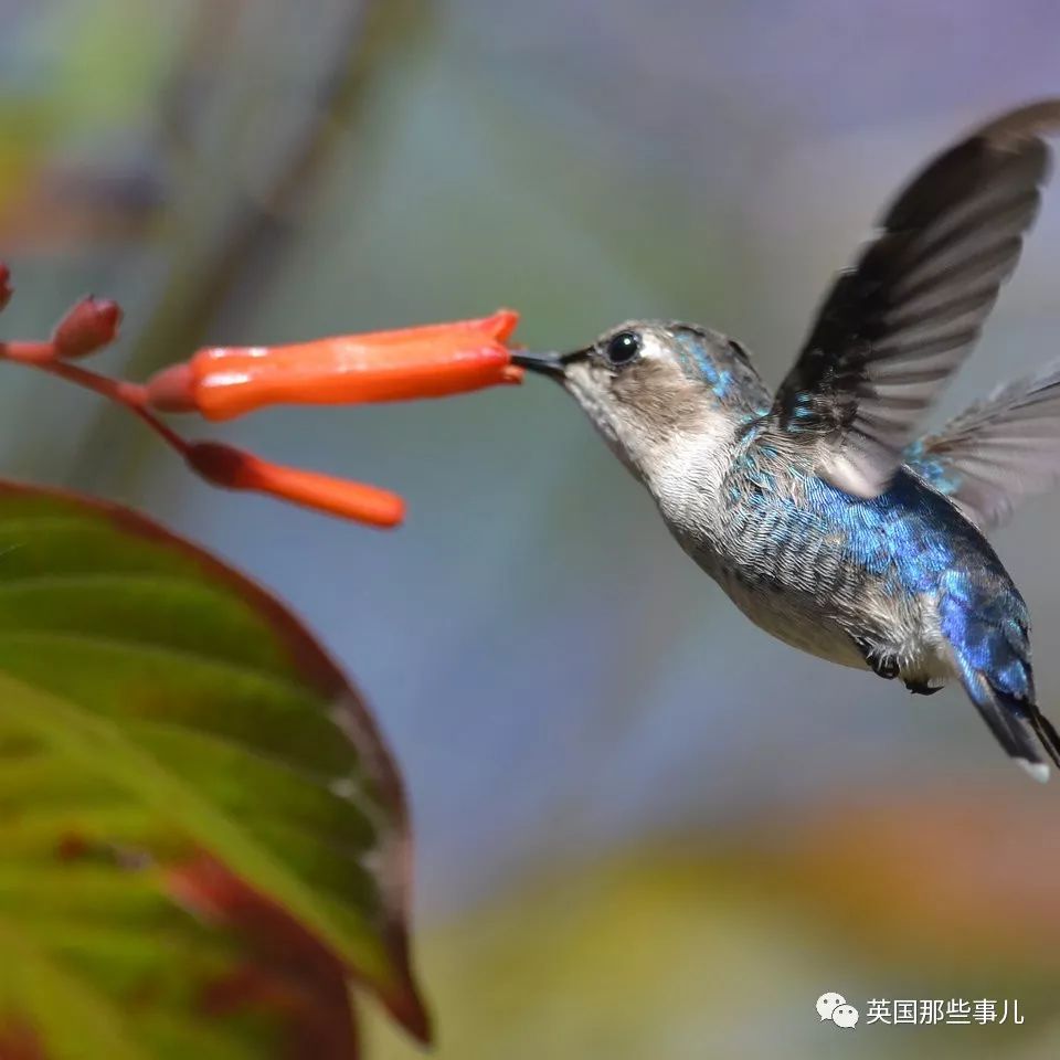 全世界最小的鸟，虽然比蜜蜂大不了多少，但是羽毛依然绚烂无比～