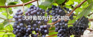 ​无籽葡萄为什么不能吃