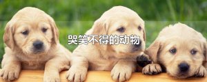 ​哭笑不得的动物