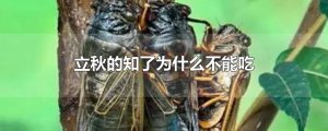 ​立秋的知了为什么不能吃