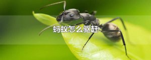 ​蚂蚁怎么驱赶