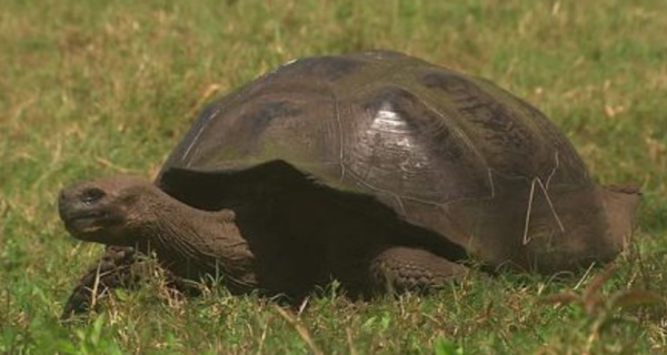 动物界十大不死之身（十大永生生物排名）(6)_