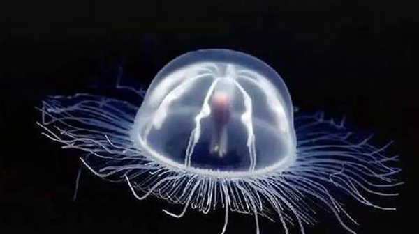 动物界十大不死之身（十大永生生物排名）(2)_