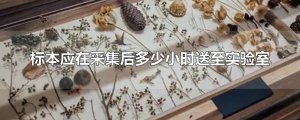 ​标本应在采集后多少小时送至实验室