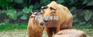 ​羚牛是羊吗