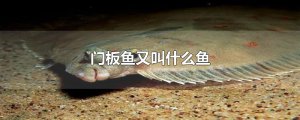 ​门板鱼又叫什么鱼