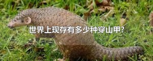 ​世界上现存有多少种穿山甲?