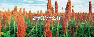 ​高粱长什么样