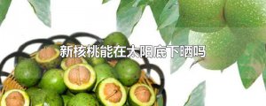 ​新核桃能在太阳底下晒吗