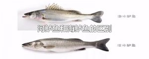 ​河鲈鱼和海鲈鱼的区别