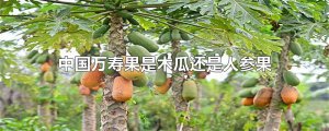 ​中国万寿果是木瓜还是人参果