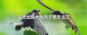 ​突然出现大批燕子是怎么了