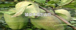 ​皱皮木瓜怎么吃