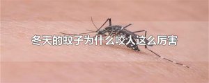 ​冬天的蚊子为什么咬人这么厉害