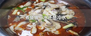 ​煮鱼用开水还是冷水