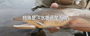 ​鳟鱼是淡水鱼还是海鱼