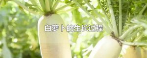 ​白萝卜的生长过程