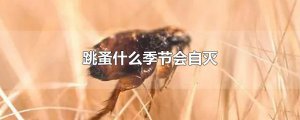 ​跳蚤什么季节会自灭