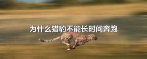 ​为什么猎豹不能长时间奔跑