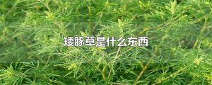 ​矮豚草是什么东西
