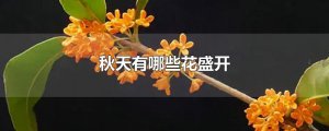 ​秋天有哪些花盛开