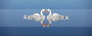 ​天鹅代表什么象征意义