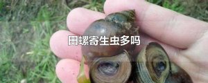 ​田螺寄生虫多吗